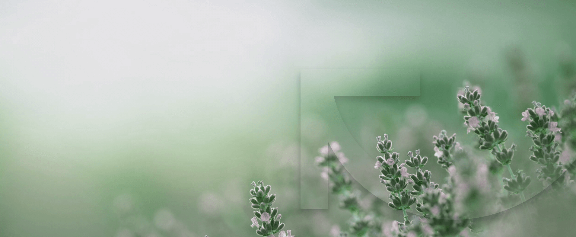 Wild Lavender Flowers